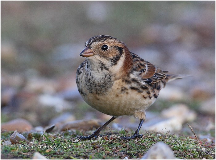 Lapland Bunting Salthouse 5 1 08  IMG_6422